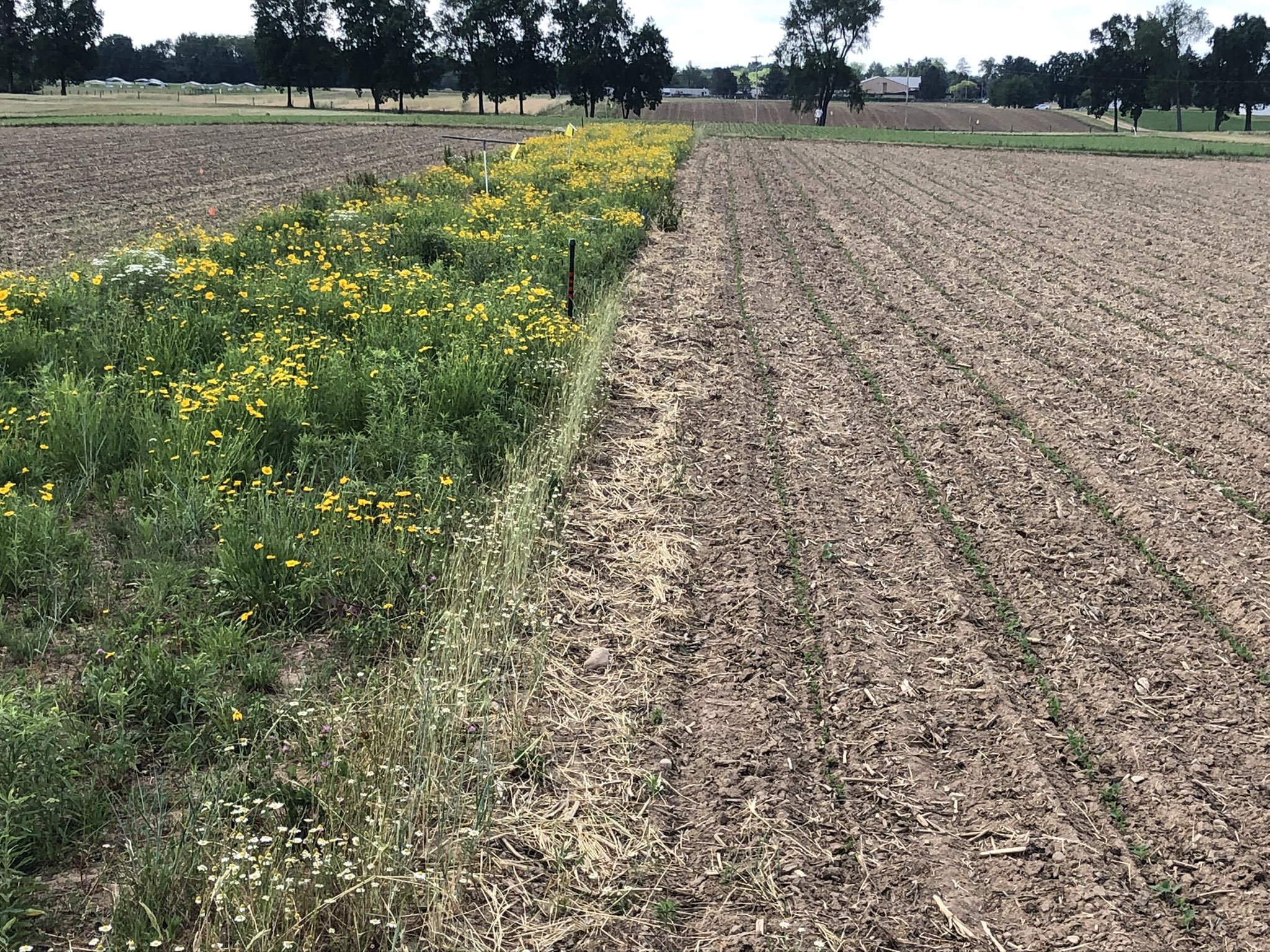 A prairie strip in year three in the middle of a farming field